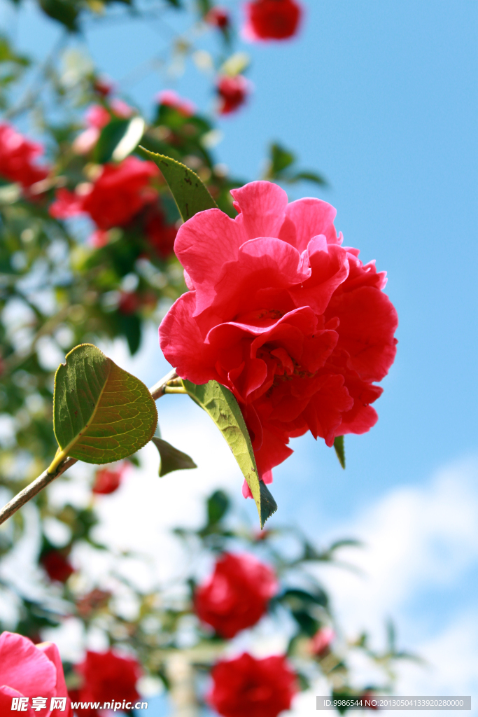 茶花