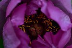 芍药花