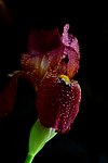 紫鸢尾花