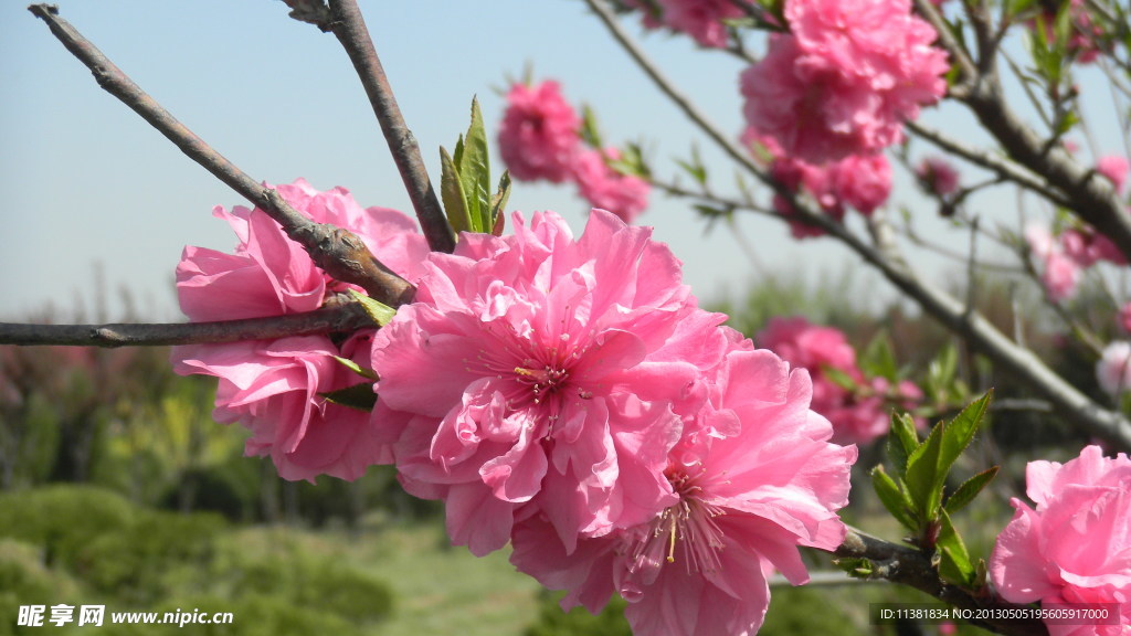 樱花