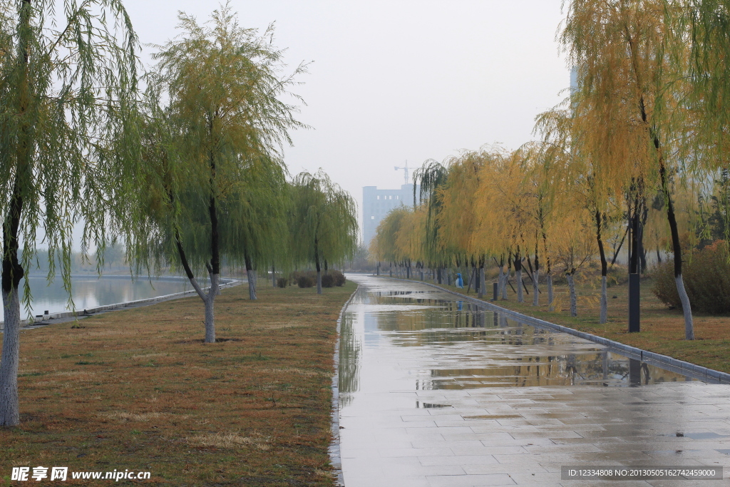 雨后杨柳岸