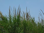 野外杂草