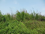 野外杂草