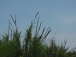 野外杂草