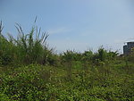 野外杂草