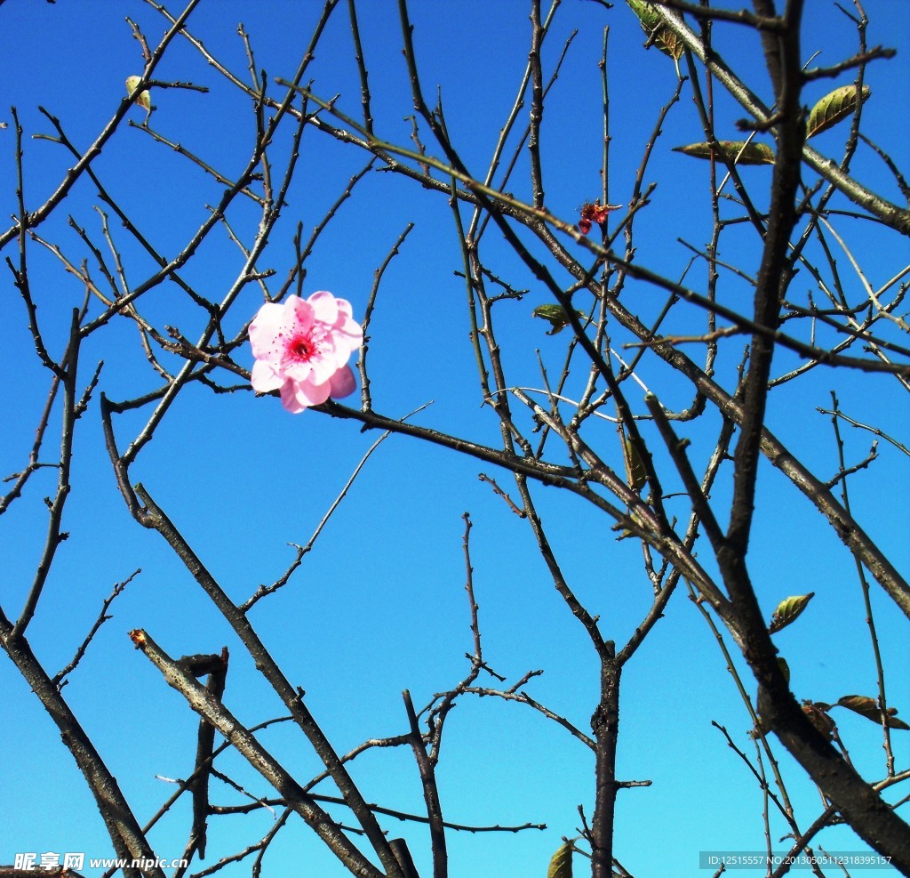 梅花