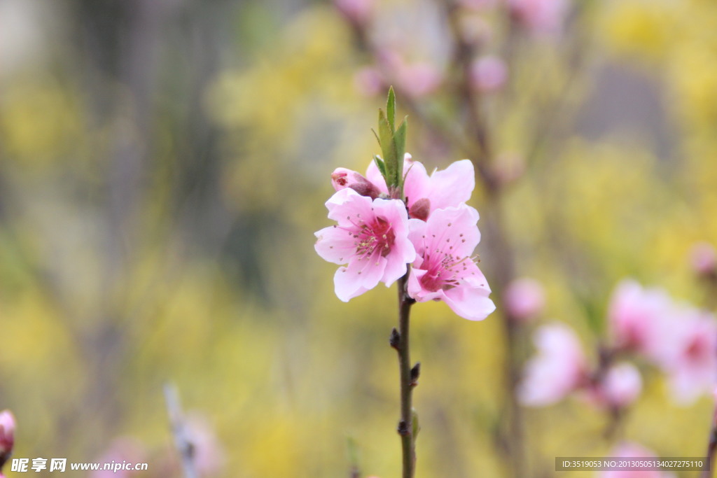 桃花
