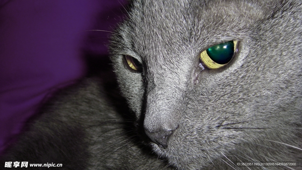 小猫