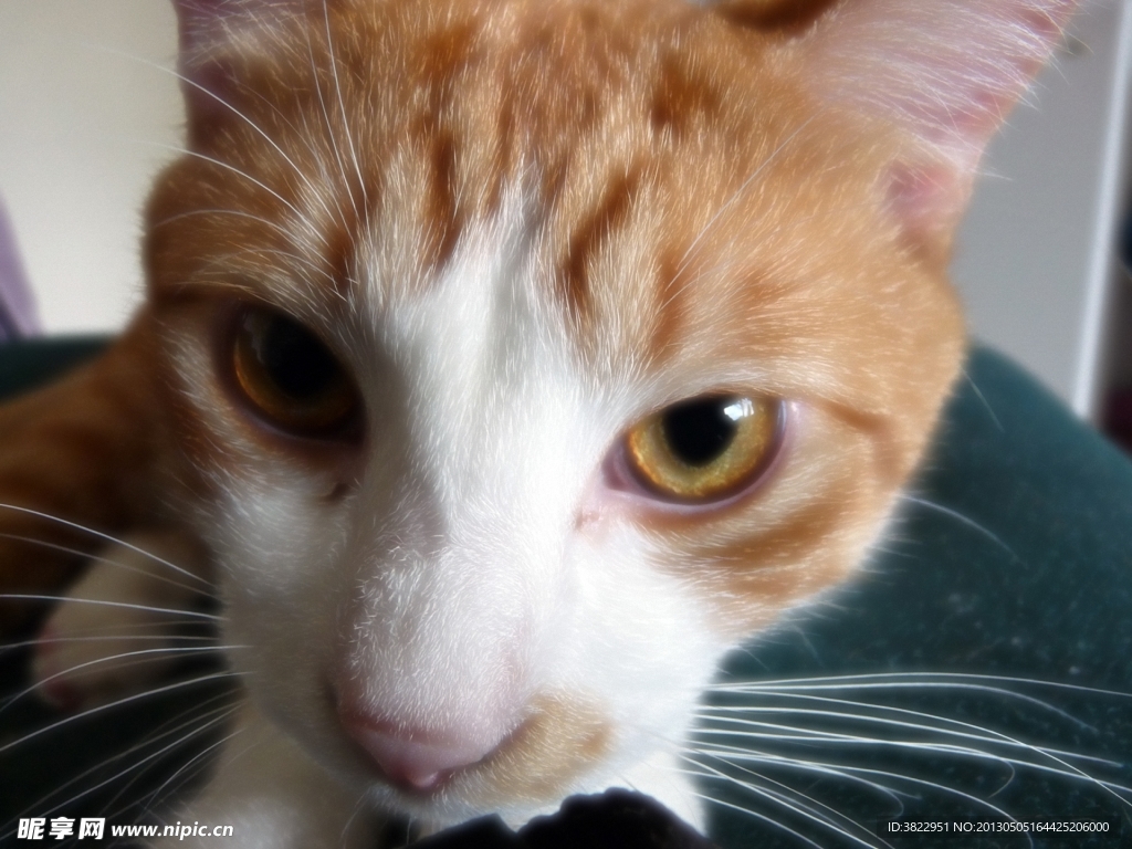 小猫