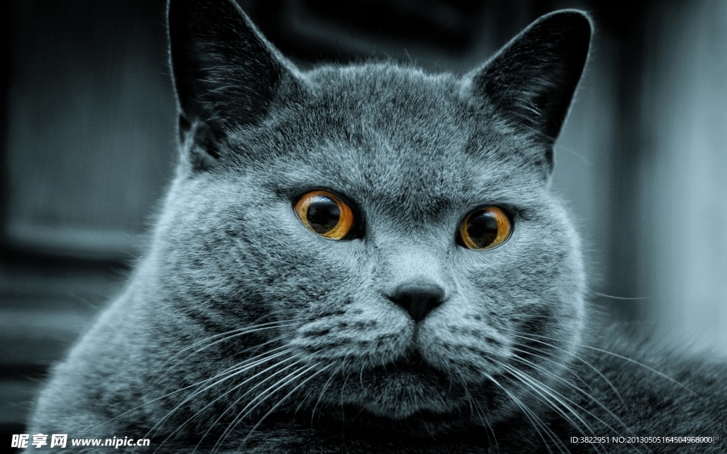 小猫