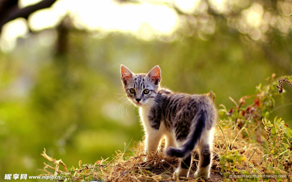 小猫