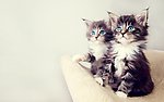 小猫