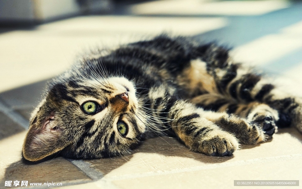 小猫