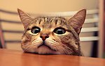 小猫