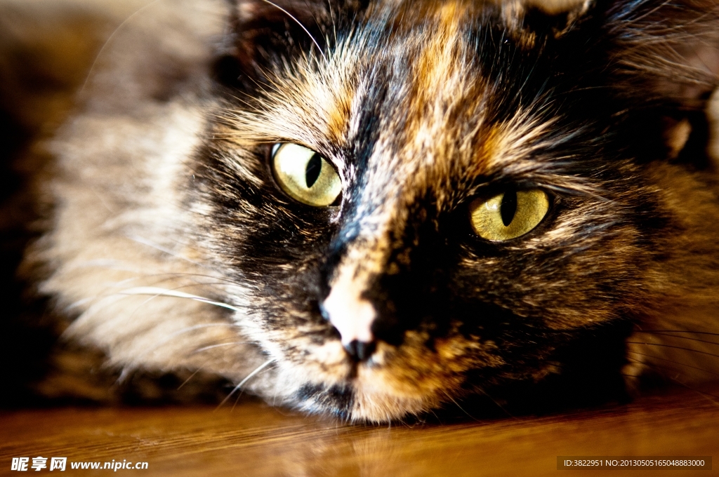 小猫