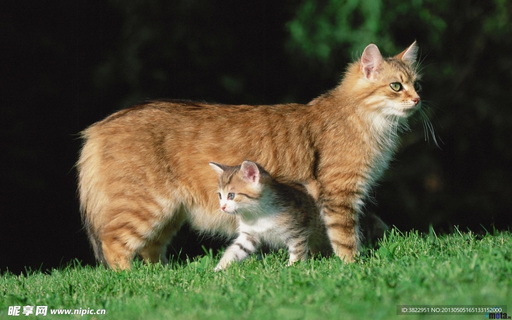 小猫