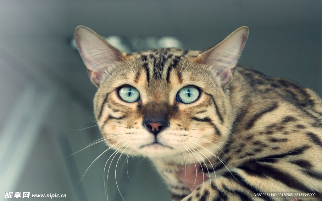 小猫