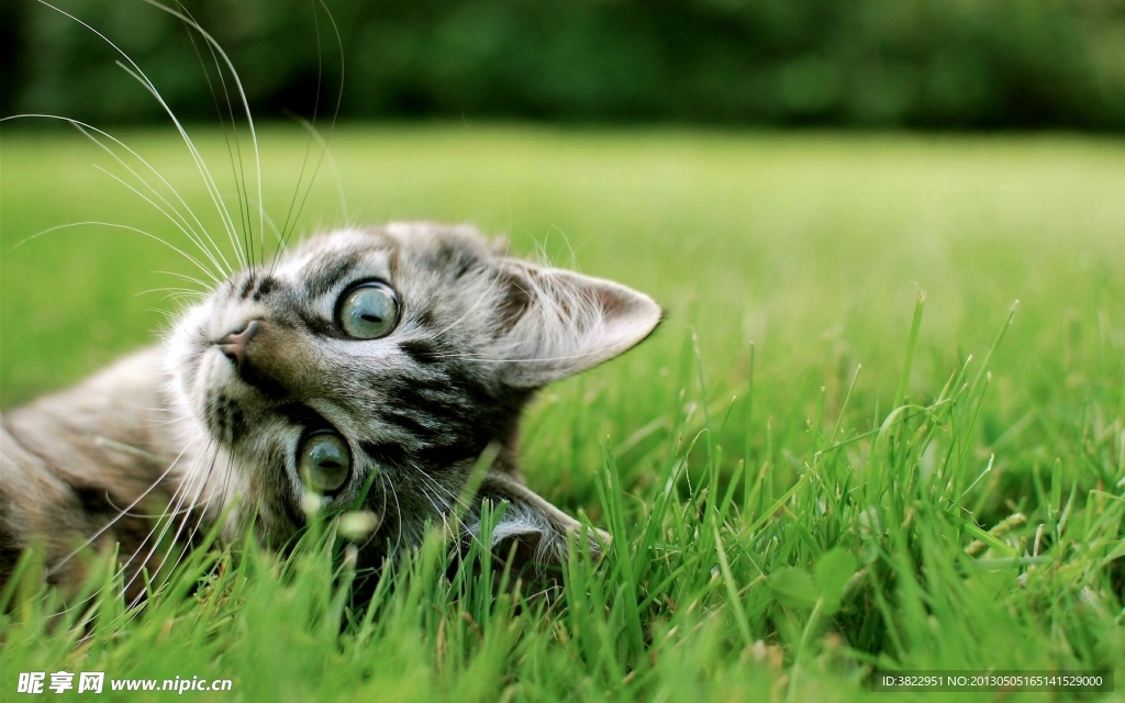 小猫