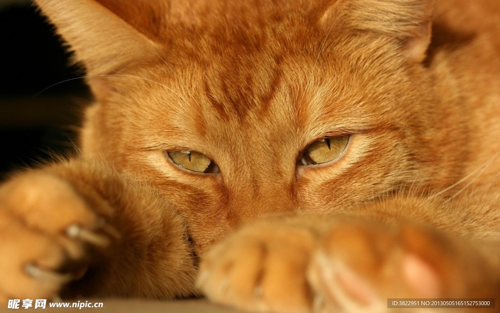 小猫