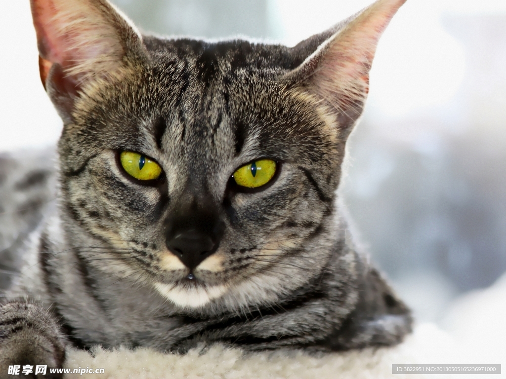 小猫