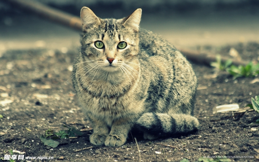 小猫