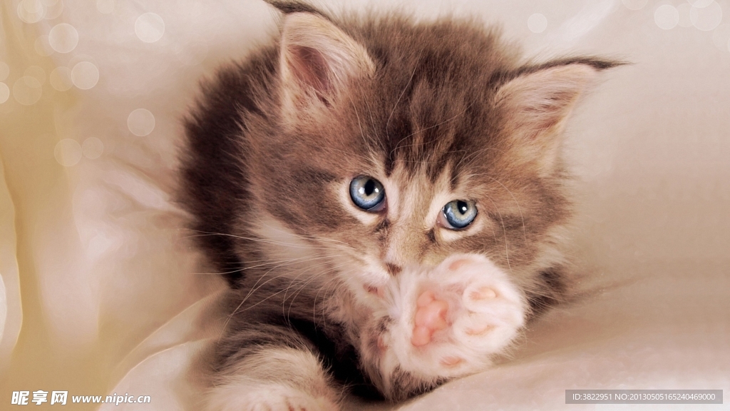 小猫
