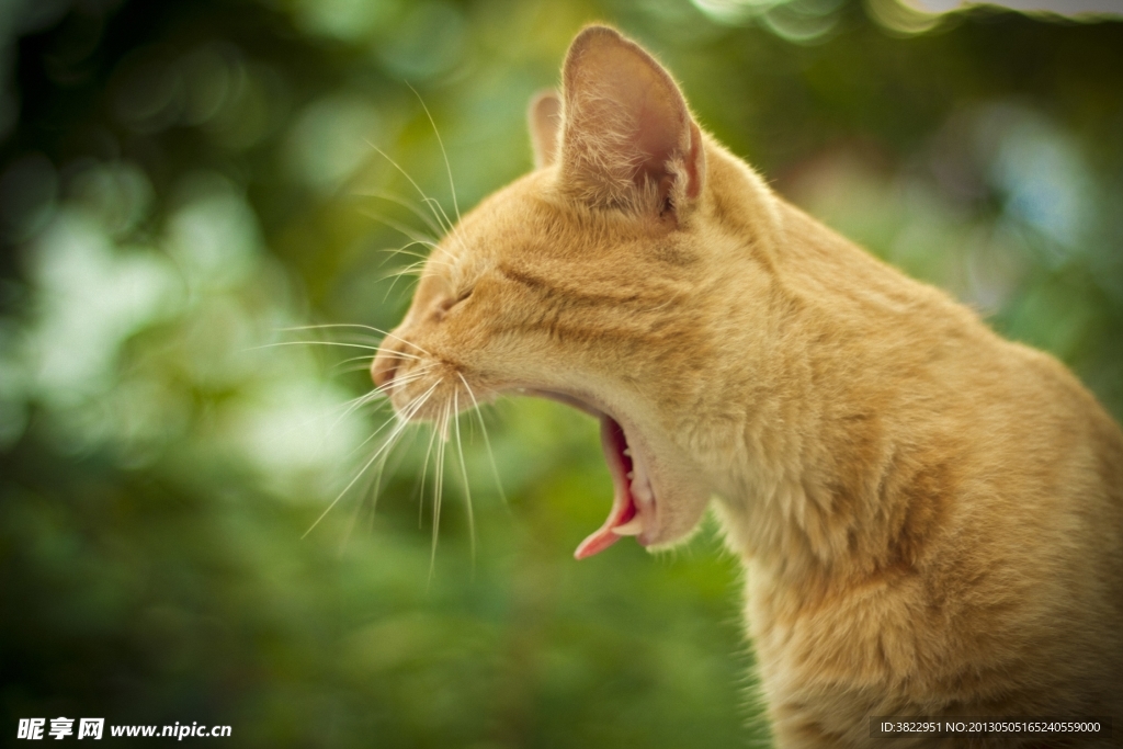 小猫