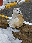 狗狗
