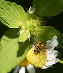 蜜蜂