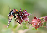 蜜蜂