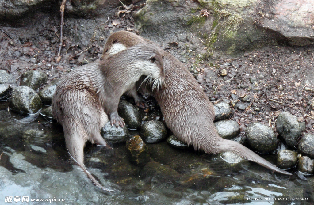 水獭
