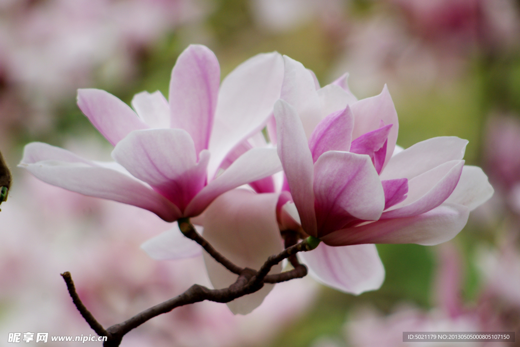 玉兰花