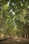 林荫大道