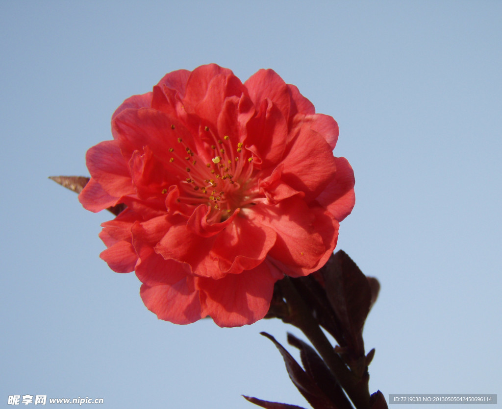 桃花