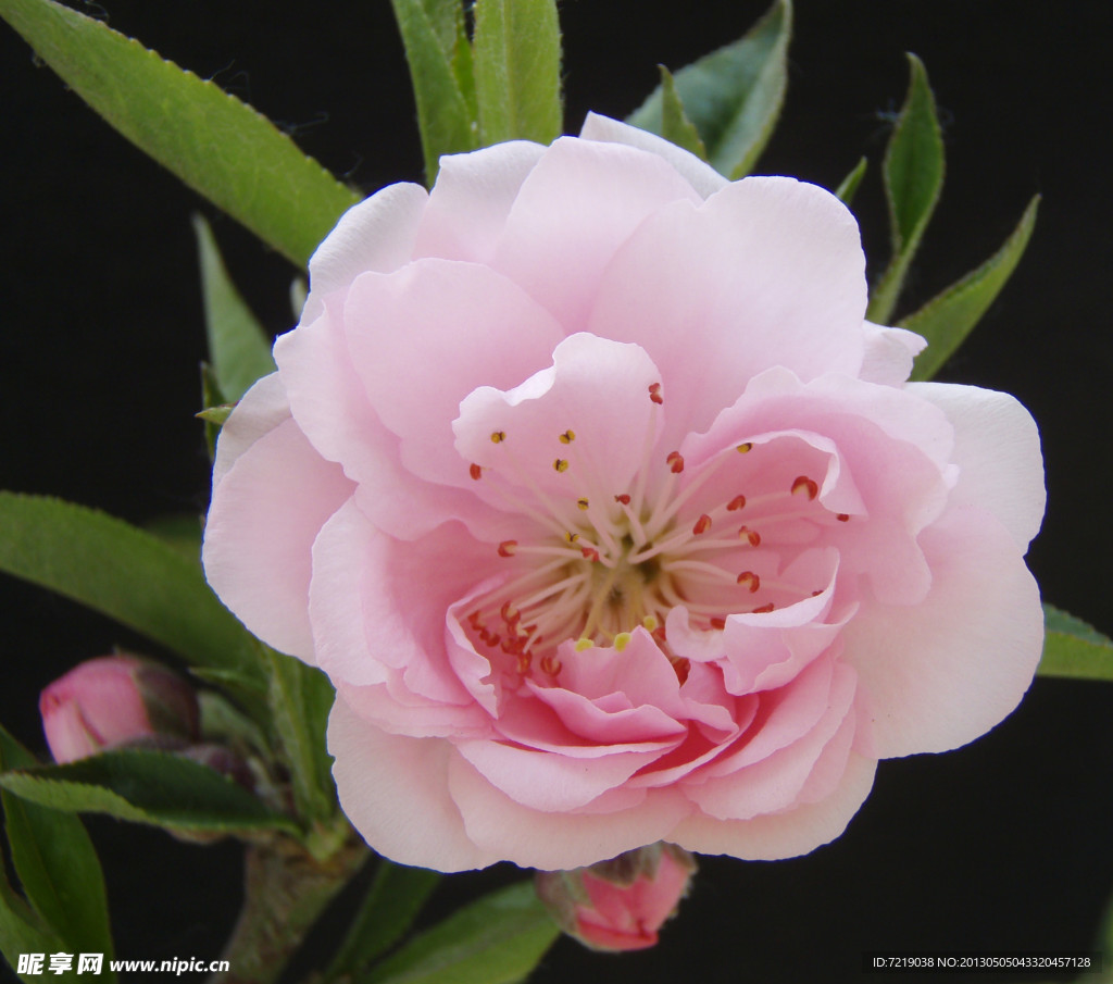 桃花