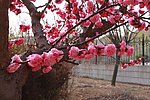梅花