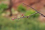 樱桃树 花蕾