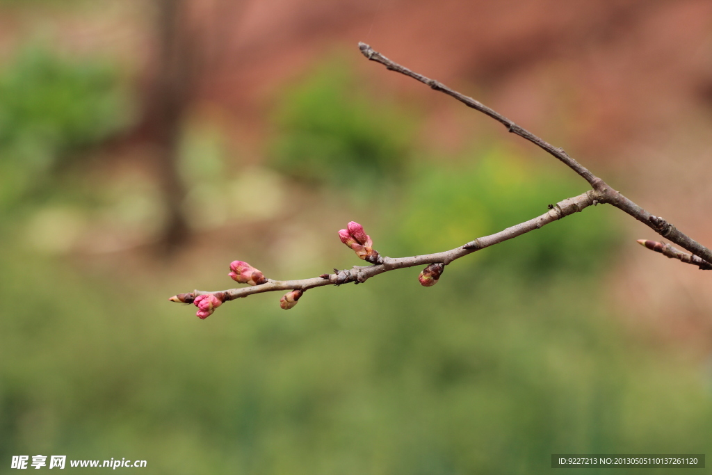 樱桃树 花蕾