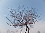 梅花