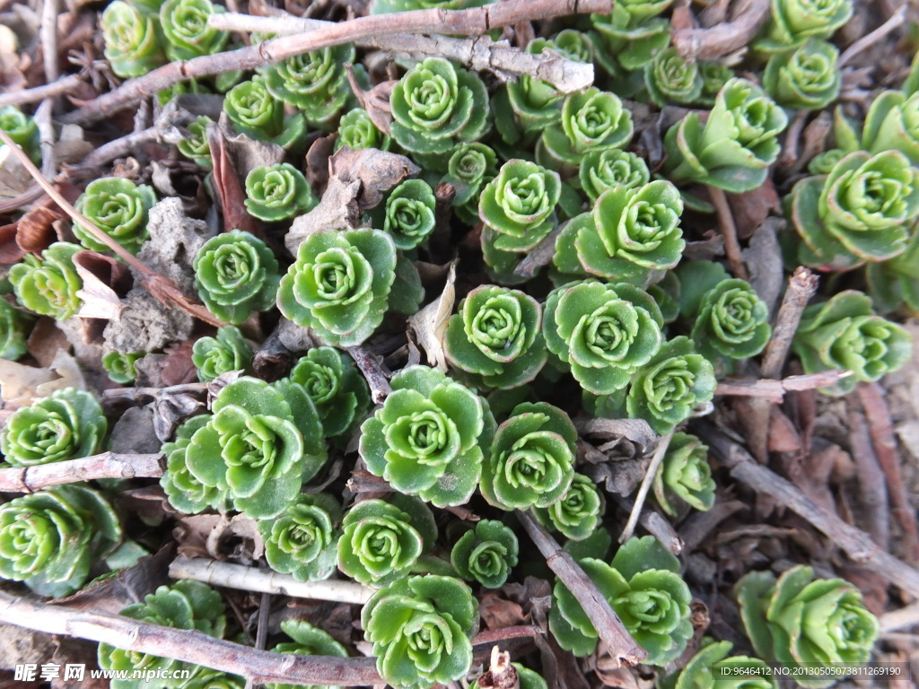 绿草摄影图__花草_生物世界_摄影图库_昵图网