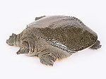 甲鱼