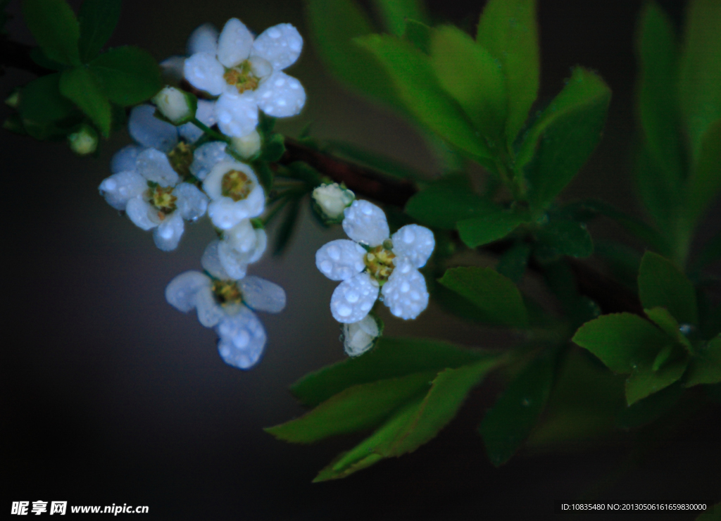 白花