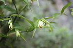 山花