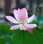 北京拍荷花
