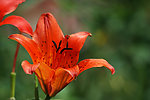 楼前百合花