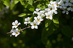白花