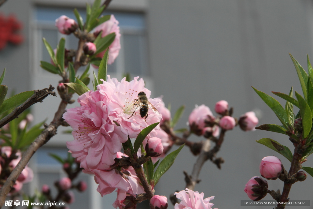 采蜜蜂