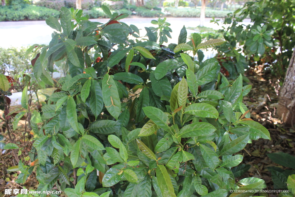 小树苗