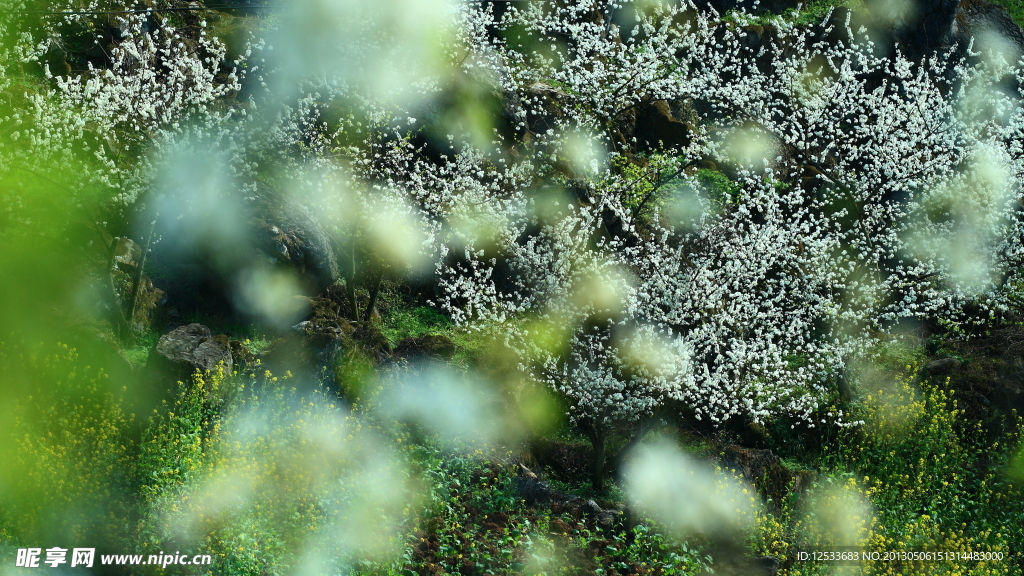 繁花似锦