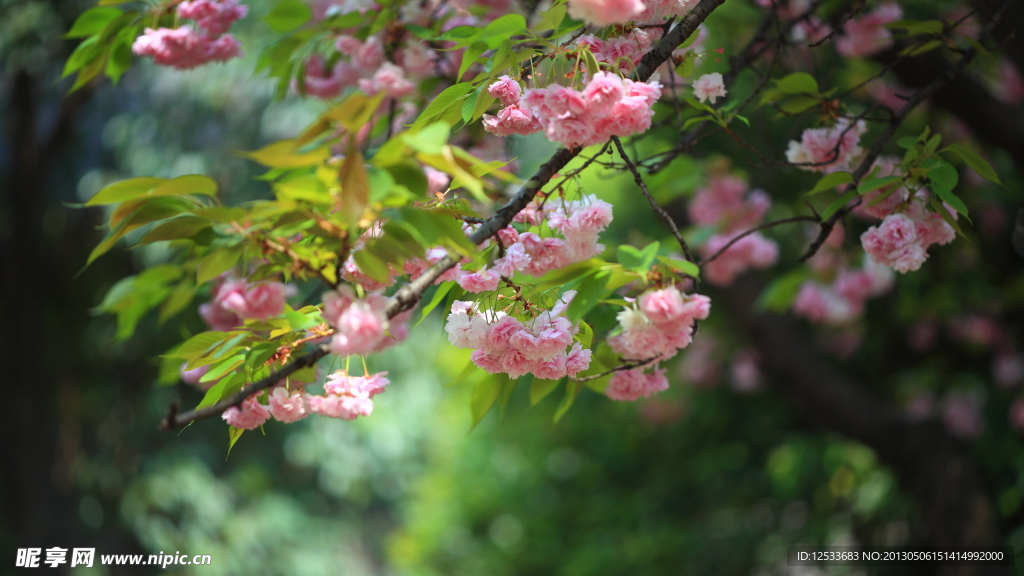 樱花